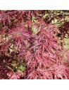 Acer palmatum dissectum 'Atropurpureum' - Erable du Japon