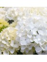 Hydrangea macrophylla 'Kanmara ' - Hortensia blanc