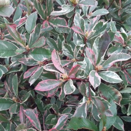 Photinia fraseri 'Pink Marble'