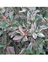 Photinia fraseri 'Pink Marble'