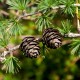 Larix decidua (Mélèze des Alpes)