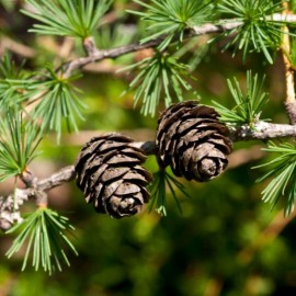 Larix decidua (Mélèze des Alpes)