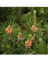 Pinus sylvestris - Pin sylvestre