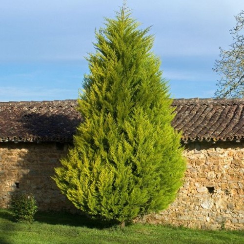 Topiaire Cupressocyparis Leylandii 'Castlewellan Gold' (cyprès de leyland)