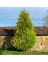 Cupressocyparis leylandii 'Castlewellan Gold' - Cyprès de leyland