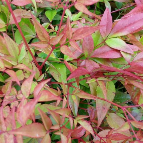 Nandina domestica (Bambou sacré)