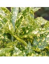 Aucuba japonica 'Variegata'