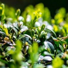 Topiaire Ilex crenata (Houx crénelé)