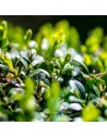 Ilex 'crenata' - Houx crénelé