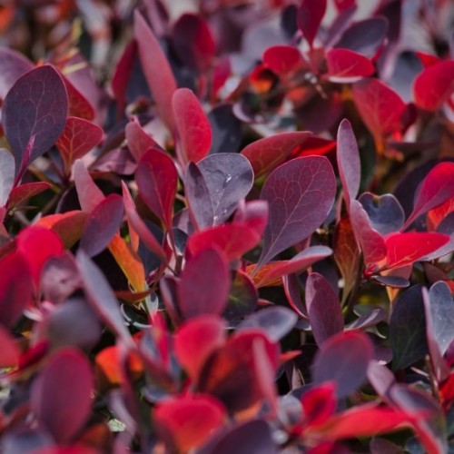  Photinia x fraseri 'Nana'