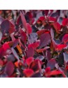 Photinia x fraseri 'Nana'
