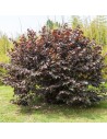 Corylus maxima 'Purpurea' - Noisetier pourpre