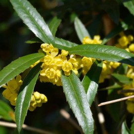 Berberis julianae (L'épine-vinette de Juliana)