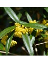 Berberis julianae' - Epine-vinette de saint-Julien