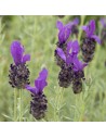 Lavandula 'stoechas' - Lavande papillon