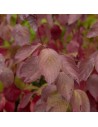 Cornus alba 'Sibirica' - Cornouiller à bois rouge