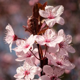 Prunus gerasifera - pissardi