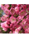 Prunus triloba - Amandier de Chine