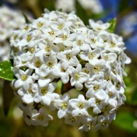 Viburnum caricephalum