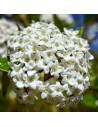 Viburnum carlcephalum  - Viorne