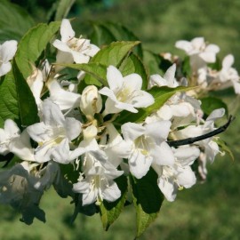 Weigela Candida