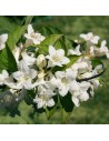 Weigela 'Candida'
