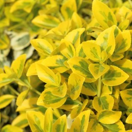 Euonymus japonica aurea