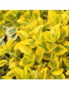 Euonymus japonicus aurea - Fusain du Japon