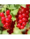 Ribes rubrum 'Jonkheer van Tets' - Groseiller