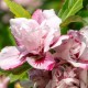 Hibiscus syriacus 'Hamabo' (mauve en arbre)