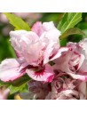 Hibiscus syriacus 'Lady Stanley' - Althéa - Mauve en arbre