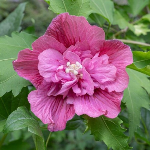 Hibiscus syriacus 'Hamabo' (mauve en arbre)