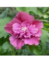 Hibiscus syriacus 'Duc de Brabant' - Althéa - Mauve en arbre
