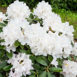 Rhododendron