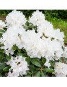 Rhododendron 'Madame Masson'