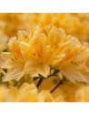 Rhododendron - jaune orangé