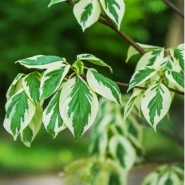 Cornus alba elegantissima ' (Cornouiller)