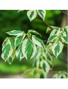 Cornus alba 'Elegantissima' - Cornouiller blanc