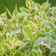 Cornus alba (Cornouiller)