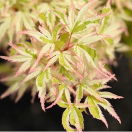 Acer palmatum 'Emerald Lace' (Erable du Japon)