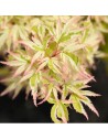 Acer palmatum 'Butterfly' - Erable du Japon