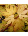 Acer palmatum 'Bi hoo' - Erable du Japon