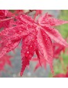 Acer palmatum 'Osakazuki' - Erable du Japon