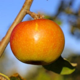 Pommier 'Cox's Orange'