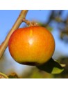 Malus domestica 'Cox's Orange' - Pommier
