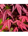 Acer palmatum 'Jerre Schwartz' - Erable du Japon