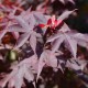 Acer palmatum 'bloodgood' (érable du Japon)