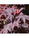 Acer palmatum 'Bloodgood' - Erable du Japon