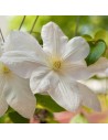 Clematis hybride 'Gladys Picard' - Clématite