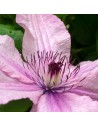 Clematis hybride 'Hagley' - Clématite